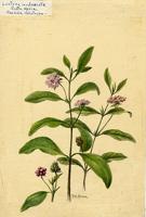 Lantana involucrata