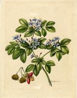 Guaiacum officinale