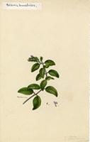 Nelsonia brunelloides