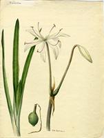 Crinum