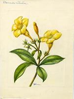 Allamanda cathartica