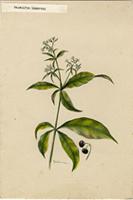 Rauvolfia lamarckii