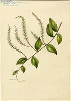 Boussingaultia leptostachys