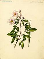 Tabebuia heterophylla