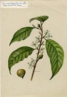 Quararibea turbinata