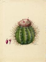 Cactus intortus