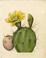 Opuntia dillenii