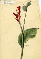 Canna coccinea