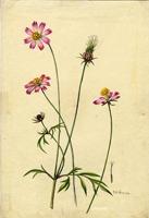Cosmos caudatus
