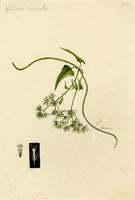 Mikania congesta