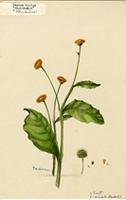 Verbesina alata