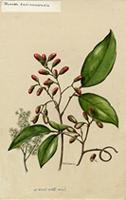 Rourea surinamensis