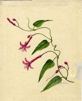 Exogonium repandum