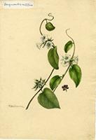 Jacquemontia nodiflora