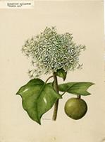 Aleurites moluccana