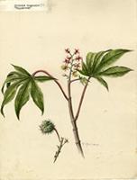 Ricinus communis