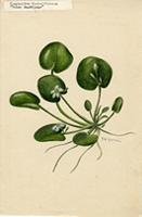Nymphoides humboldtianum