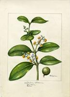 Calophyllum antillanum