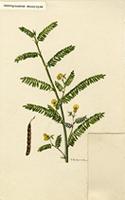 Aeschynomene sensitiva