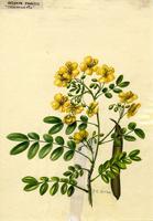 Adipera stahlii