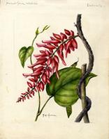 Neorudolphia volubilis