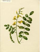 Sophora tomentosa