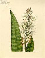 Sansevieria