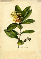 Byrsonima horneana