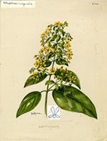 Tetrapteris inaequalis