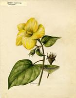Pariti tiliaceum