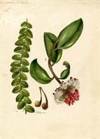 Marcgravia sintenisii