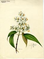 Menendezia urbanii