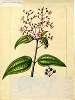 Miconia thomasiana