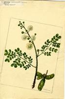 Lomoplis ceratonia