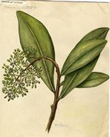 Icacorea glauciflora