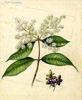 Myrcia deflexa