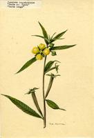 Jussiaea angustifolia