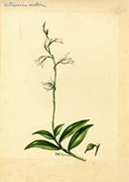 Octadesmia montana