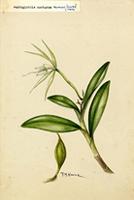 Amphiglottis nocturna