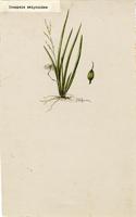 Ionopsis satyrioides