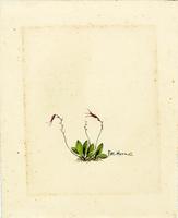 Pleurothallis urbaniana
