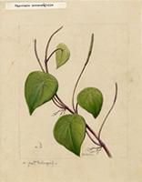 Peperomia hernandiifolia