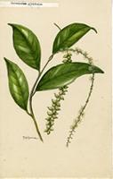 Coccoloba pyrifolia