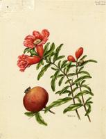 Punica granatum