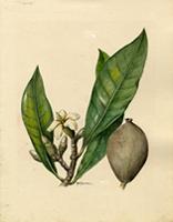 Genipa americana