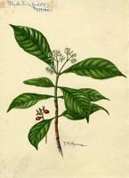 Psychotria nervosa