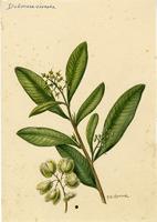 Dodonaea viscosa