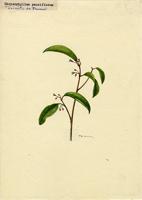 Chrysophyllum pauciflorum