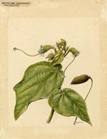 Helicteres jamaicensis