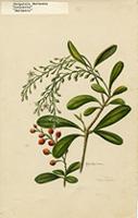 Jacquinia umbellata